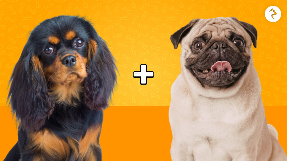 Pugalier (Cavalier King Charles Spaniel x Pug)
