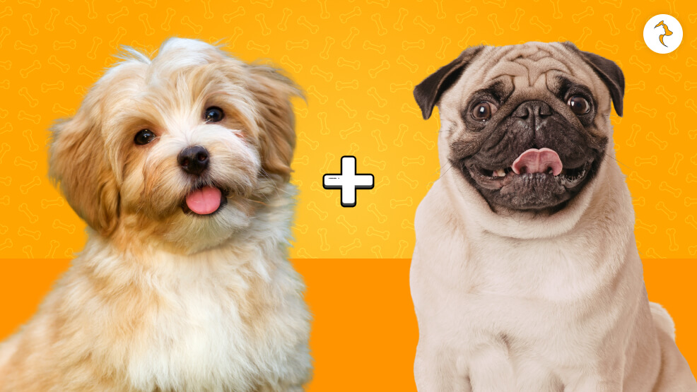 Puganese Havanese And Pug Mix