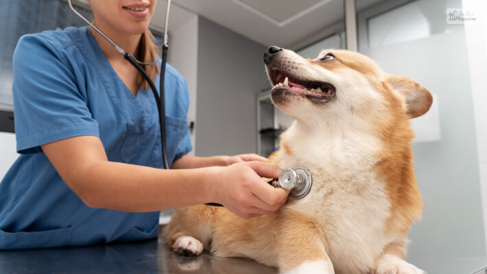 Puppy To The Vet