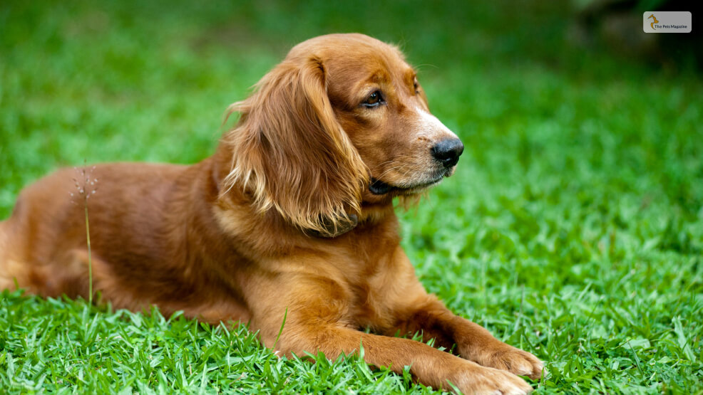 Red Golden Retriever