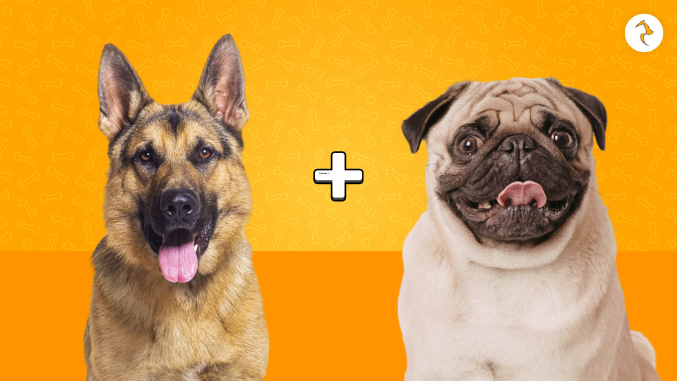 Shug (German Shepherd x Pug)