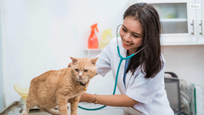 Signs You Should Take A Cat To The Vet