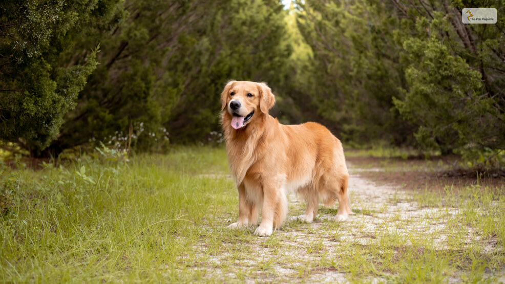 Standard Golden Retriever Coat Color