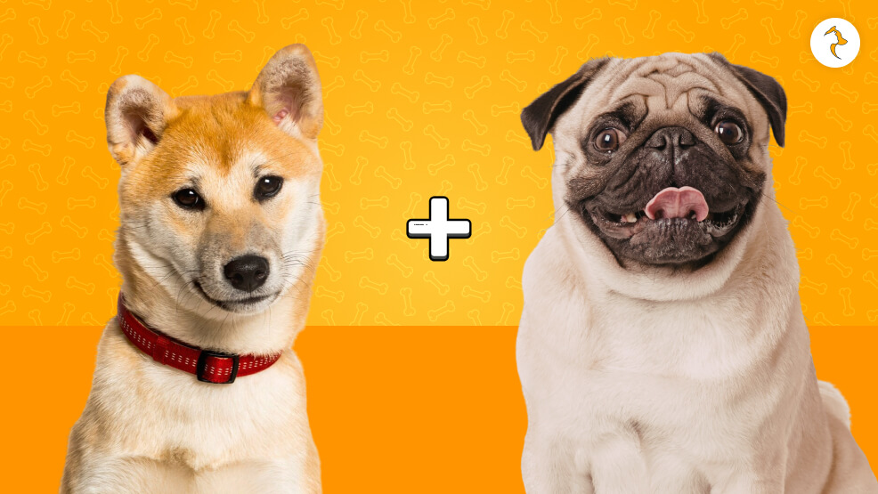 The Pugshiba_ Shiba Inu And Pug Mix