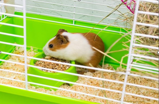 The Right Guinea Pig Cage Liners