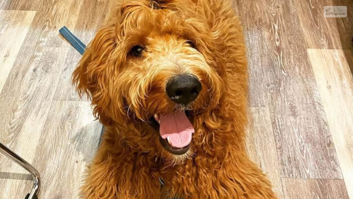 5 of the Most Adorable Goldendoodle Haircuts To Try On Your Curly-Haired  Cutie