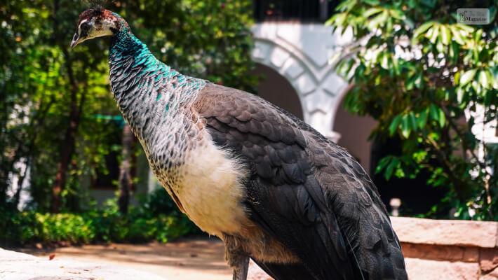 What Is A Female Peacock Called