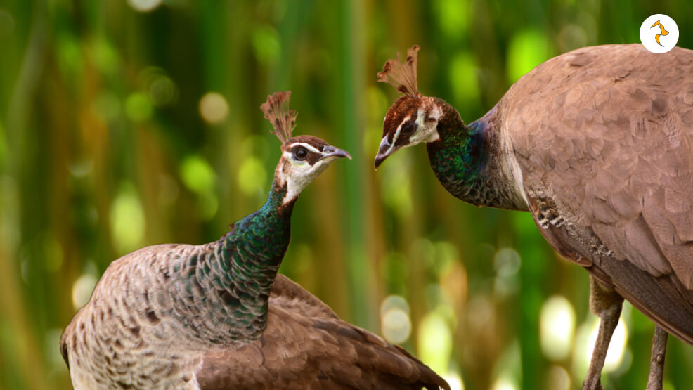 What Is A Female Peacock Called