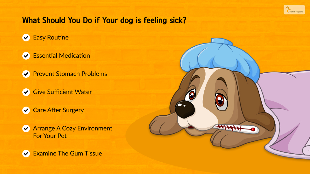 What Should You Do if Your dog is feeling sick