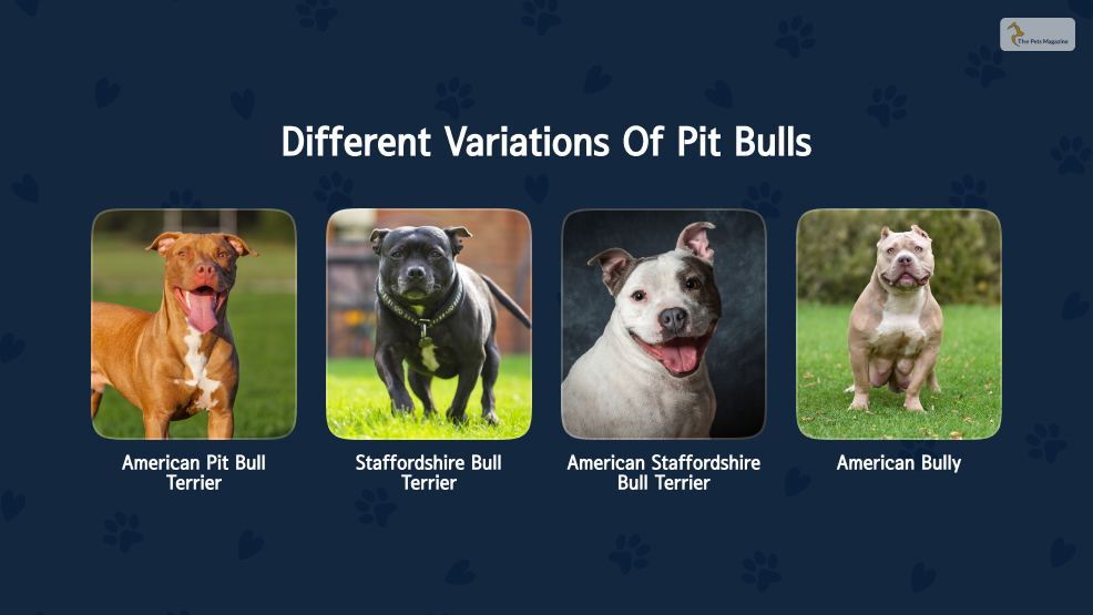 What are the different variations of pit bulls