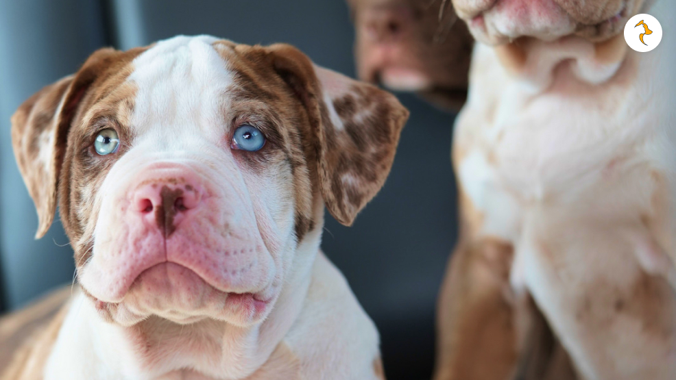 What is Merle Pitbulls Temperament