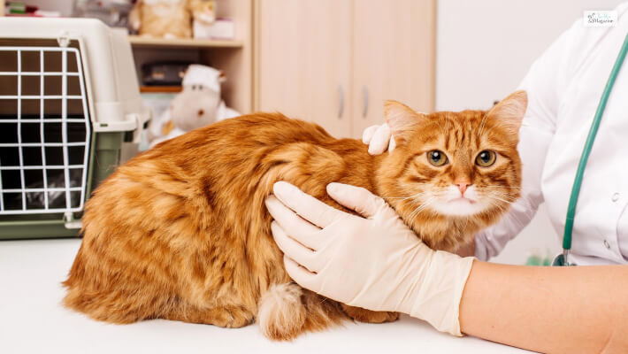 Why It’s Important To Take Your Cat To The Vet