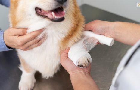 Dog Cut Paw Pad Injury