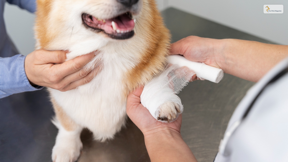 Dog Cut Paw Pad Injury