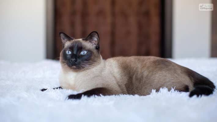 Appearance of Mixed Siamese Cat