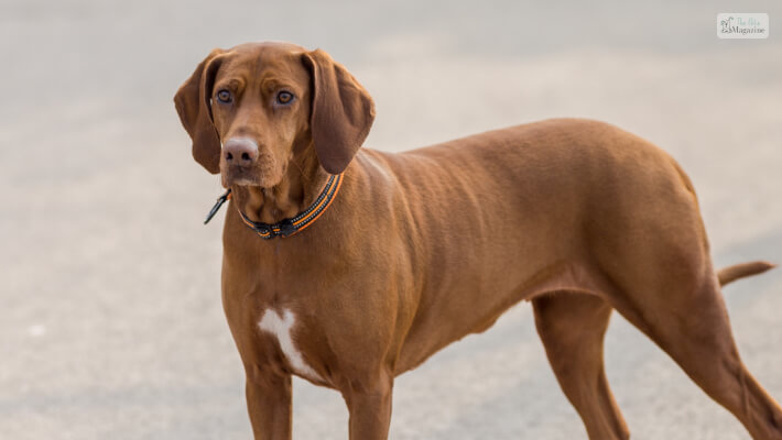 Brown And Tan Dog