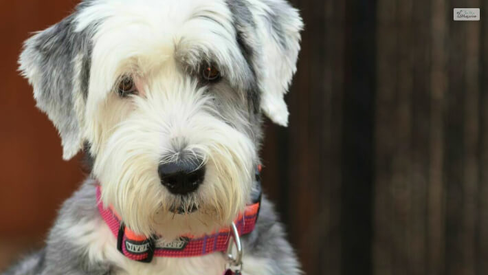 Caring For A Sheepadoodle