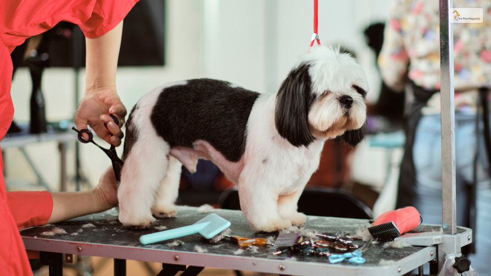 Cut Your Dog’s Hair