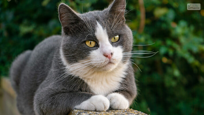 Cute Grey Cat