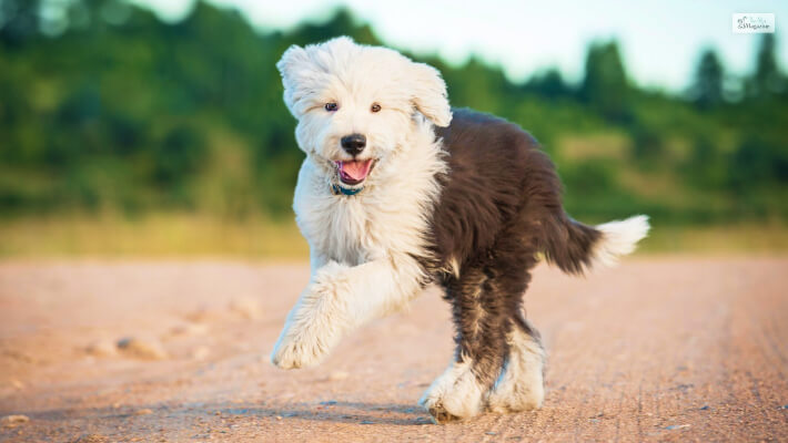 Feeding & Diet of Sheepadoodle