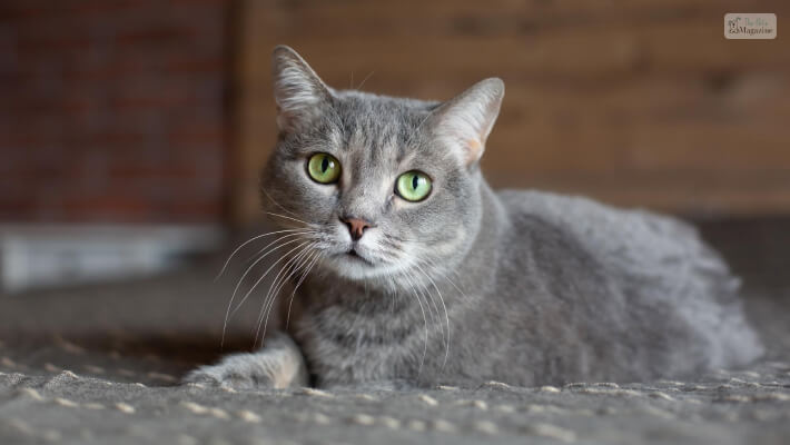 Female Grey Cat Names