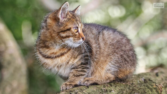 Food & Diet of Lynx Point Siamese