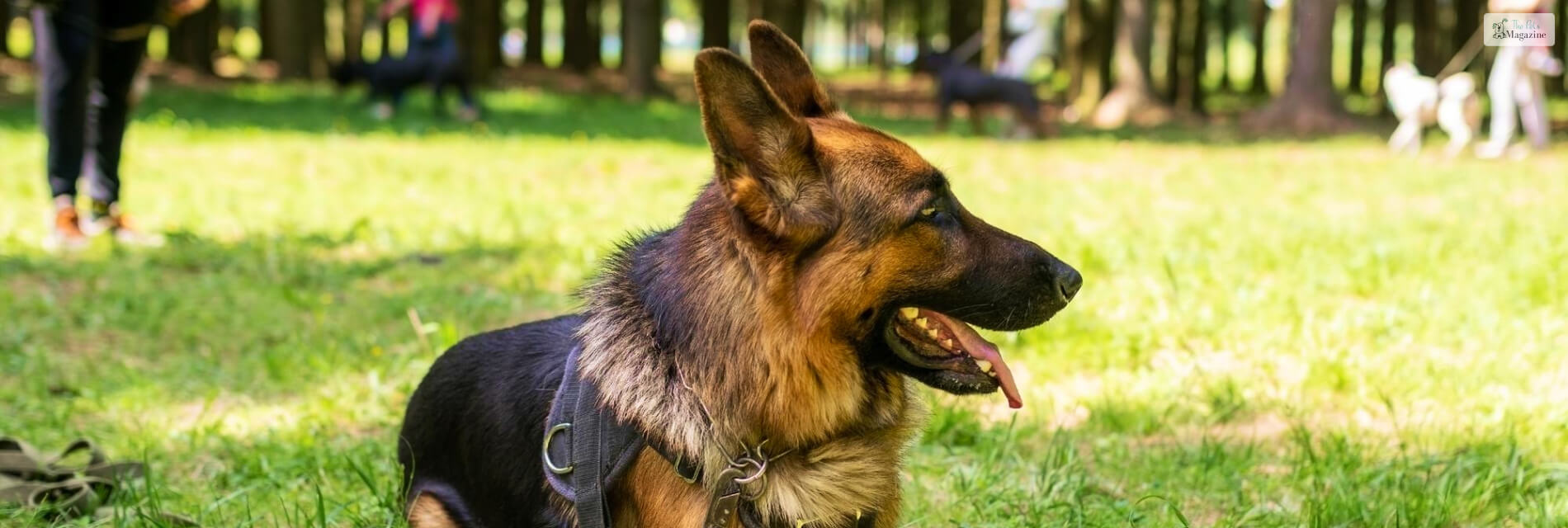 German Shepherd Mix