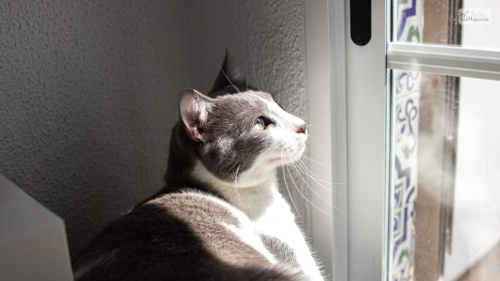 Grey & White Cat