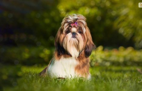 Grooming Tips for the Long-Haired Maltese Shih Tzu