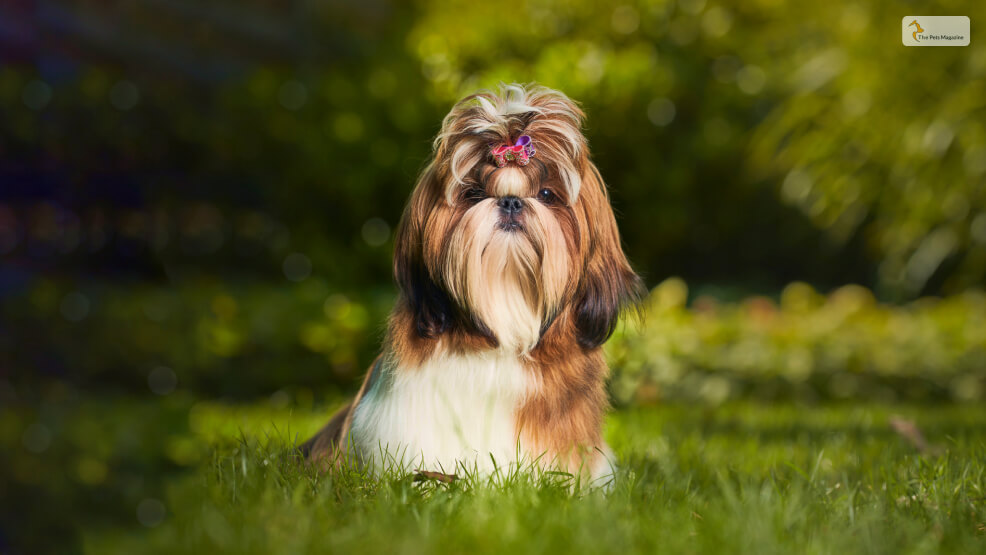 Grooming Tips for the Long-Haired Maltese Shih Tzu