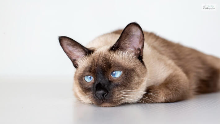 Health & Care of Mix Siamese Cat