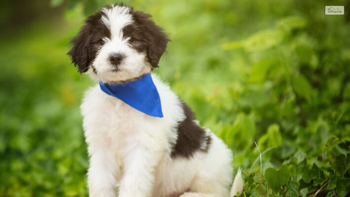 How To Train A Sheepadoodle