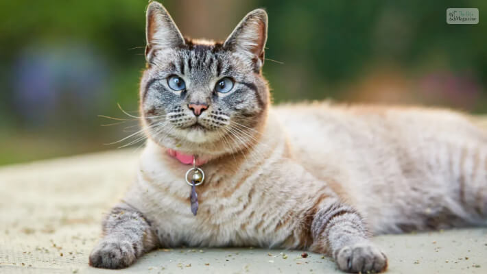 Lynx Point Siamese Breed Overview
