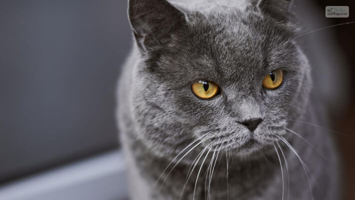 Male Grey Cat