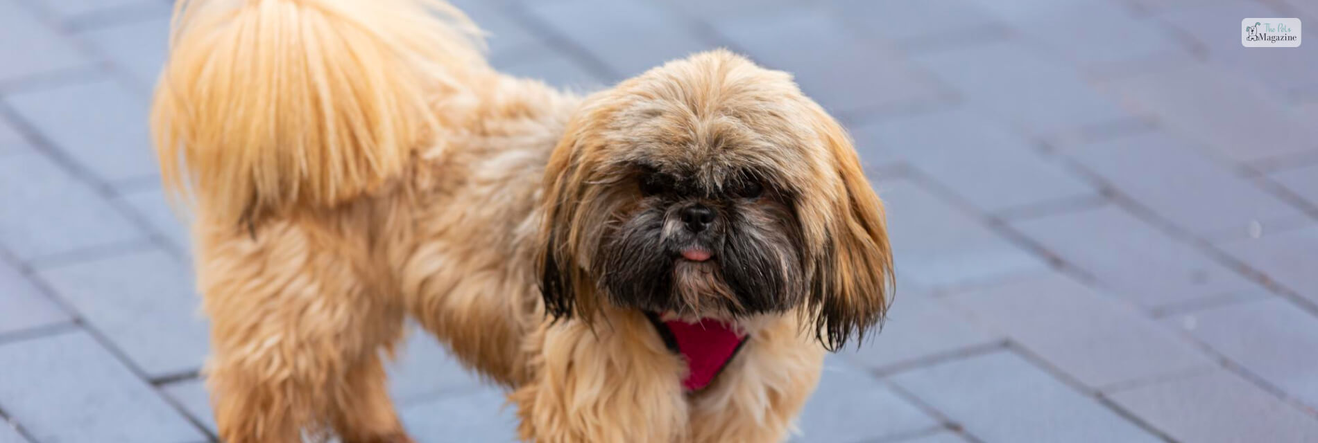 Maltese Shih Tzu