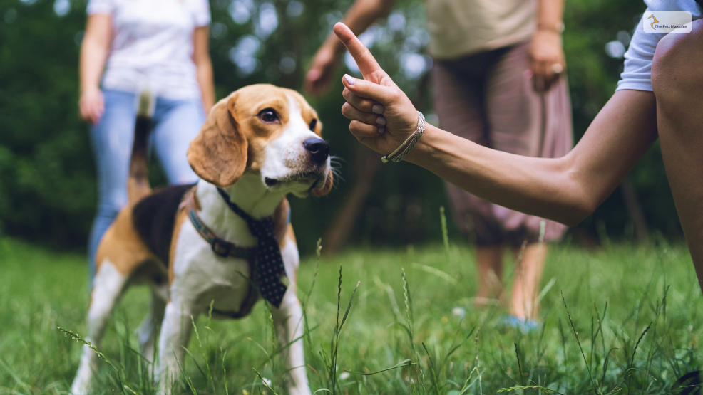 Managing Certain Pet Behaviors