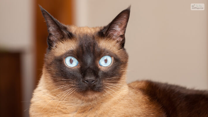 Mix Siamese Cats Breed Overview