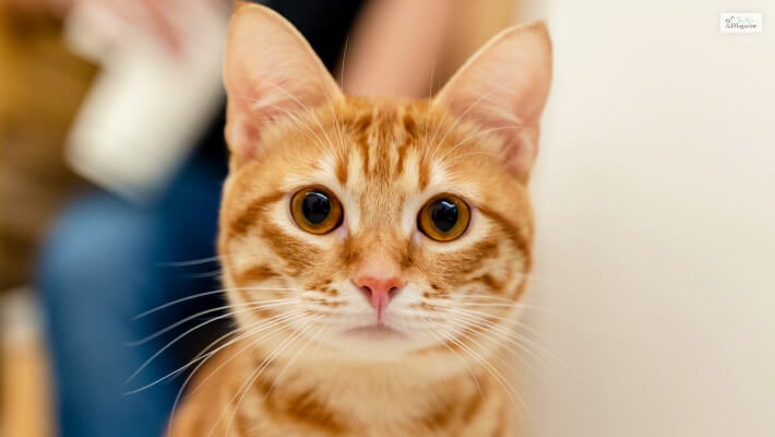 Orange Cat 1