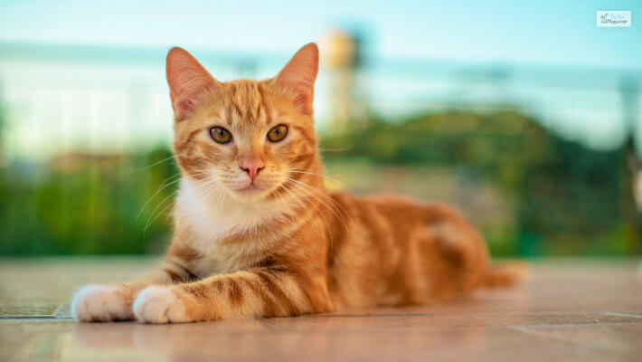 Orange Cat 2