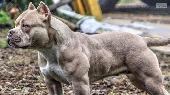 Pitbull Dog Muscular How To Grow Muscles