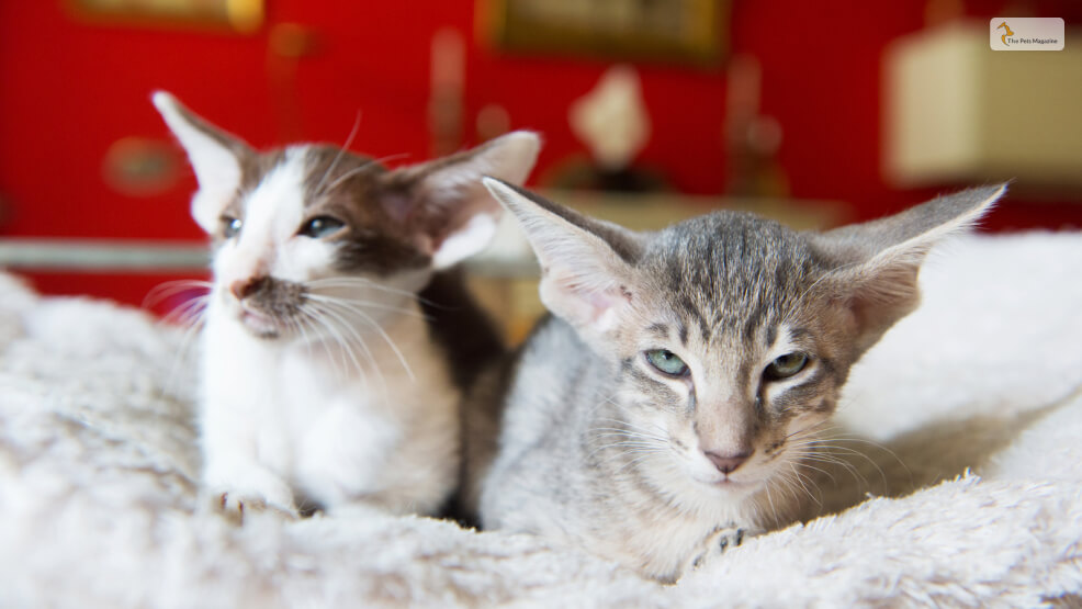 Popular Mix Siamese Cats That You Can Adopt