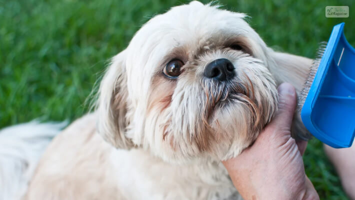 Purchase Everything You’ll Need for Maltese Shih Tzu