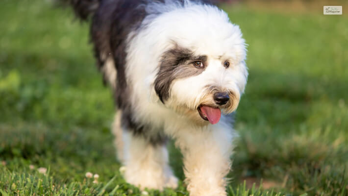 Sheepadoodle Appearance