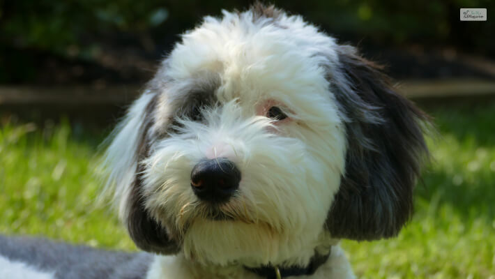 Sheepadoodle Breed Overview