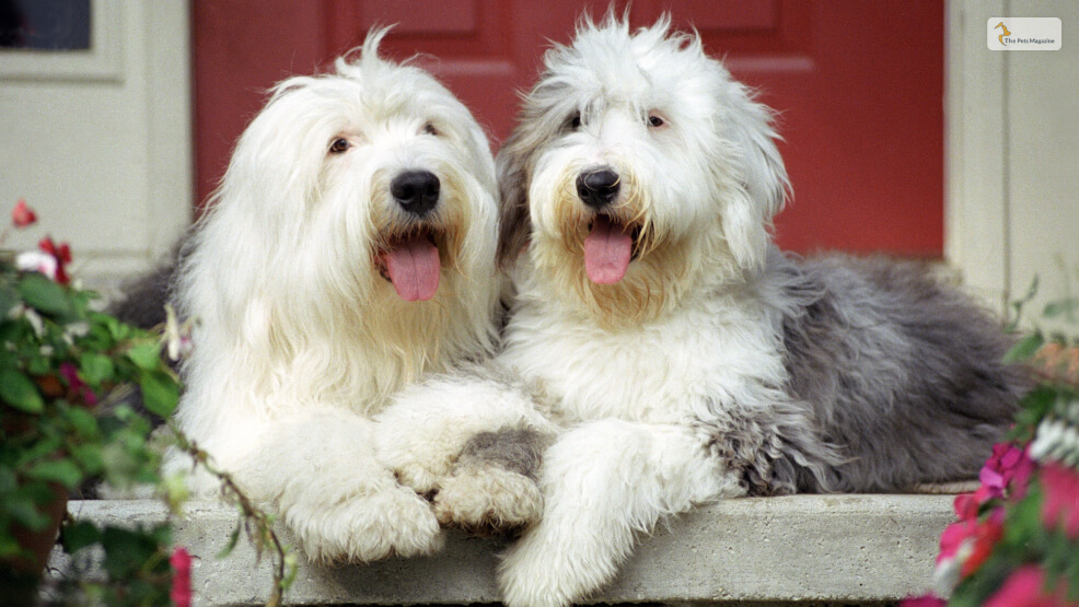 Sheepadoodle Lifespan and Common Health Issues