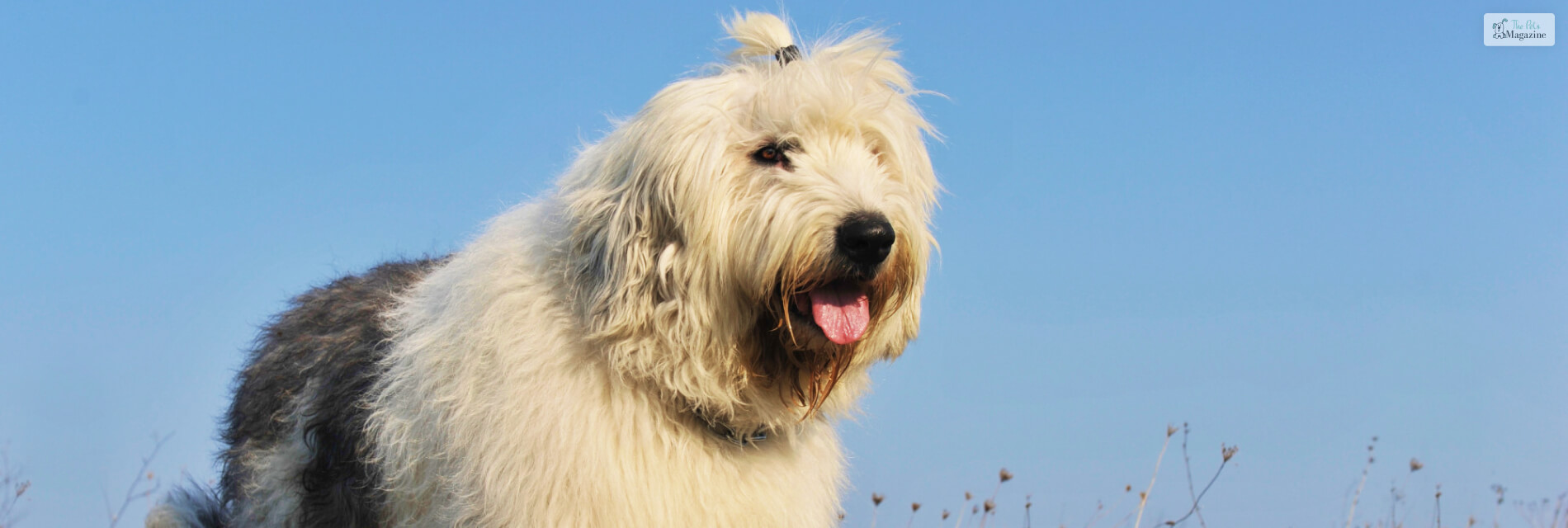 Sheepadoodle