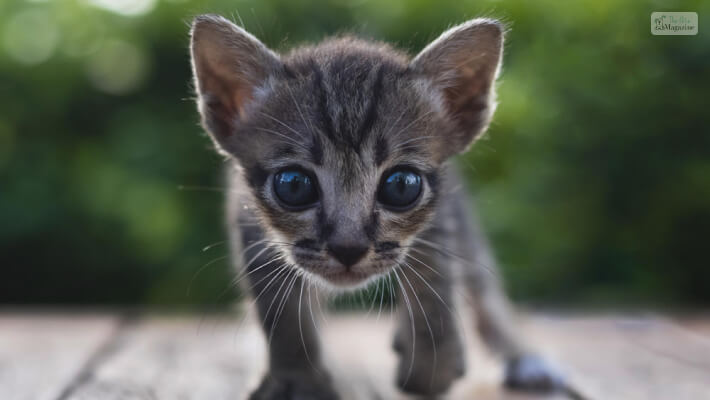 Temperament of Mix Siamese Cat