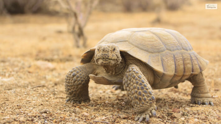 Tortoises