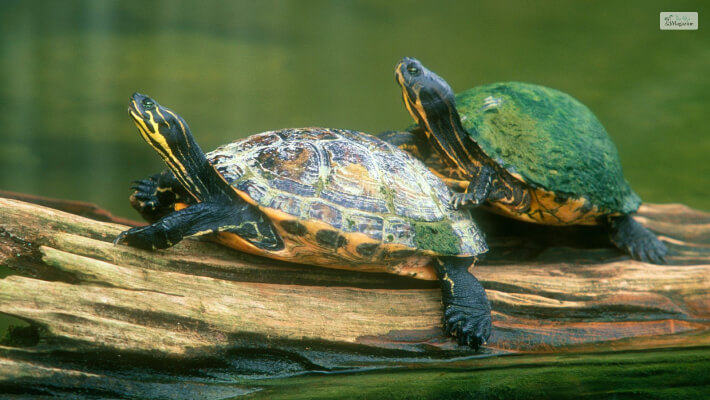 Turtles