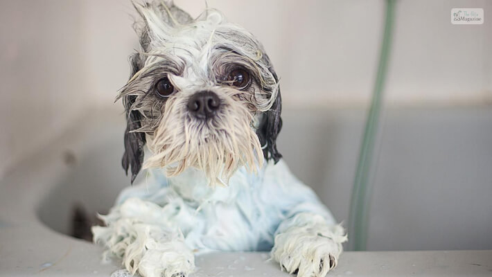 Wash Your Dog With Shampoo